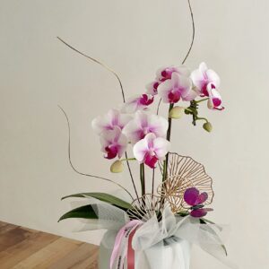 OrchidNest